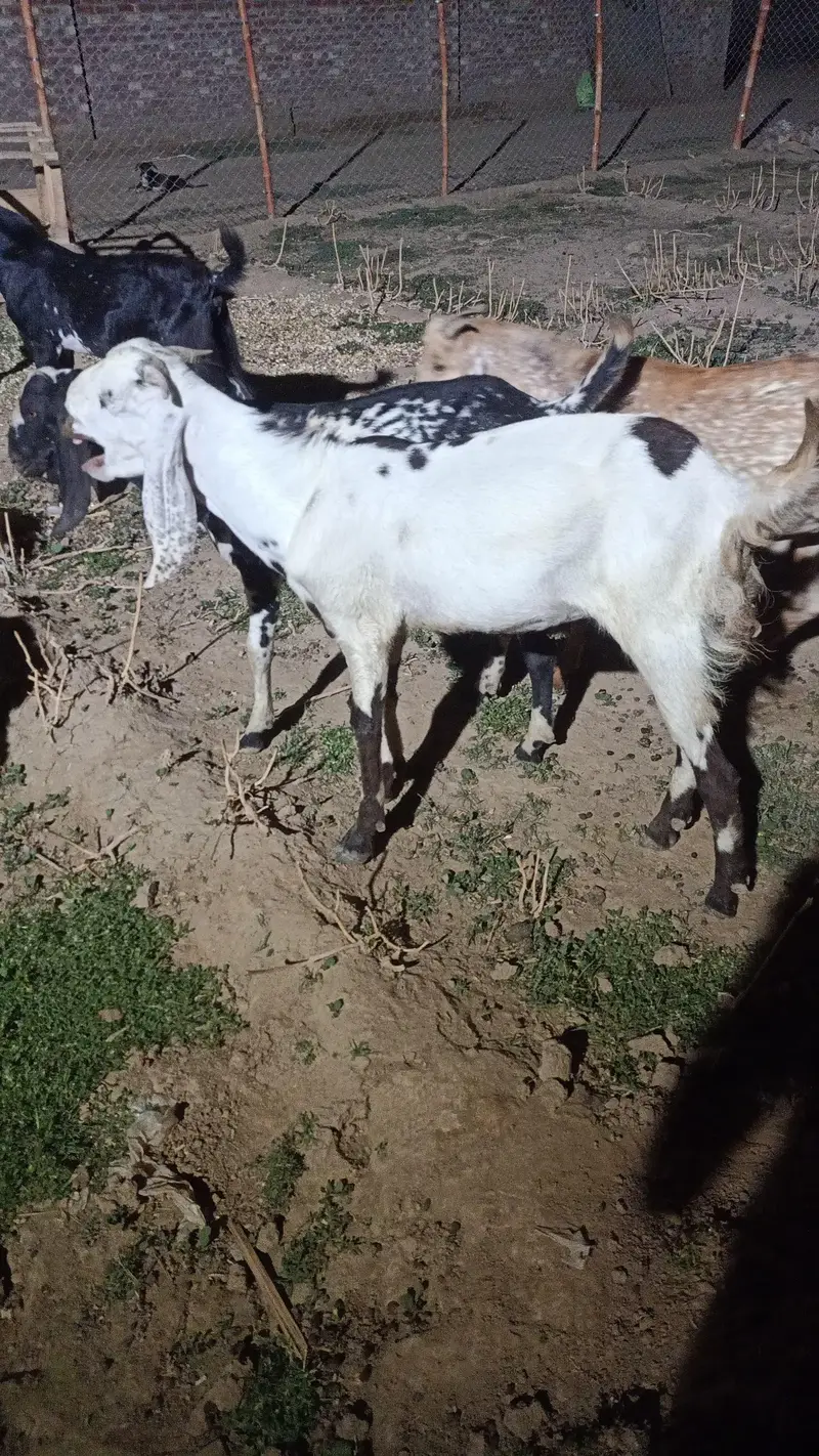6 Goats for sale | Bakra | Bakri | Breeder | Bakray — photo 2