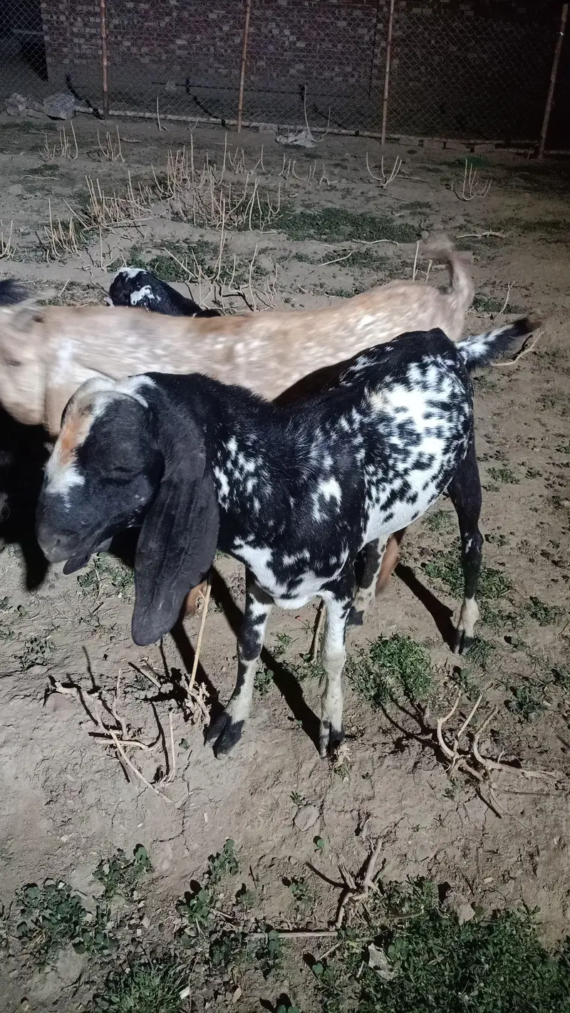 6 Goats for sale | Bakra | Bakri | Breeder | Bakray — photo 3