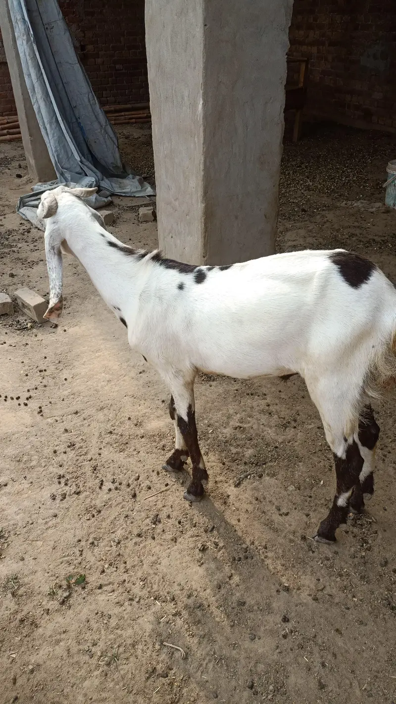 6 Goats for sale | Bakra | Bakri | Breeder | Bakray — photo 4