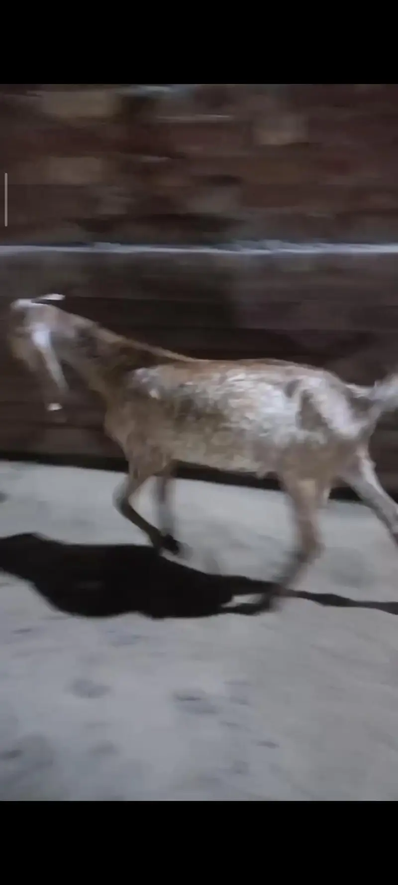 6 Goats for sale | Bakra | Bakri | Breeder | Bakray — photo 5