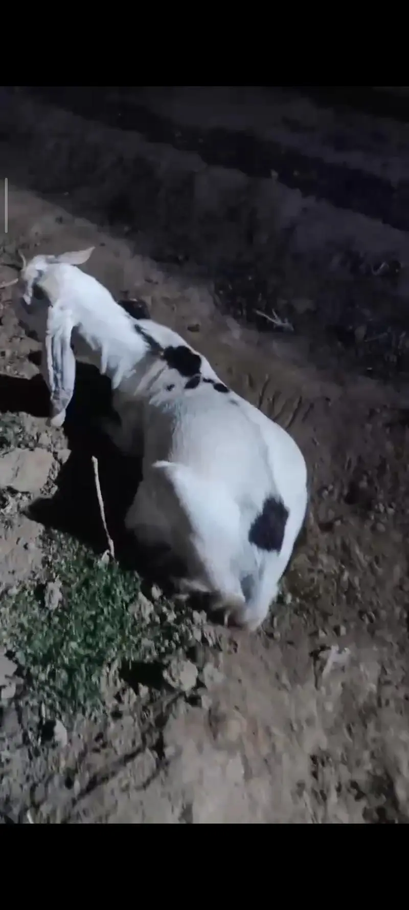 6 Goats for sale | Bakra | Bakri | Breeder | Bakray — photo 6