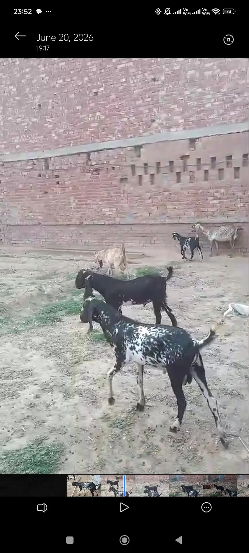 6 Goats for sale | Bakra | Bakri | Breeder | Bakray — photo 7