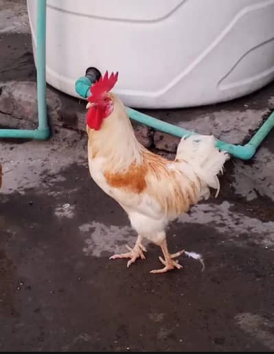 Desi murga home breed