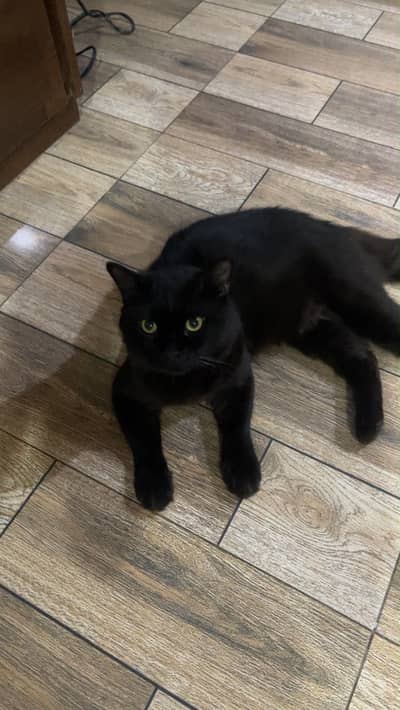 Black Male persian cat for sale