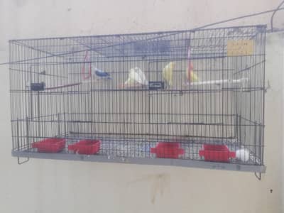 lovebirds, cocktail and cage for sale Read full ad 03129196869