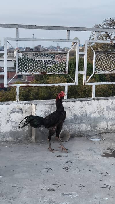 Thai pokoya chicks available