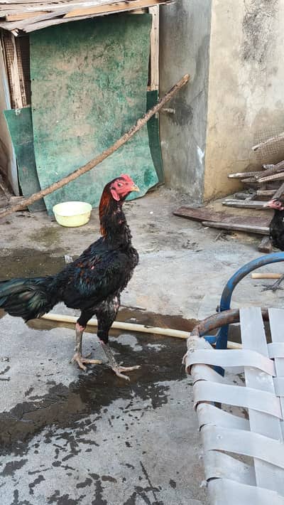 Thai pokoya chicks available