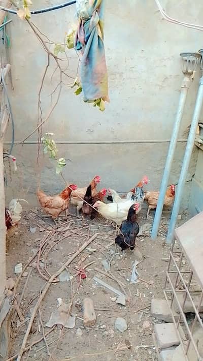7 Murghiyan or 1 Murgha for sale
