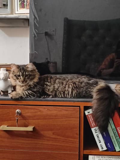 >Very friendly >Loving >loves to interact >playful >potty trained