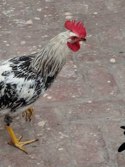 Sussex Male Hen (Roaster)