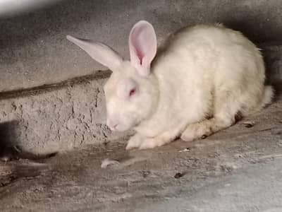 red eyes