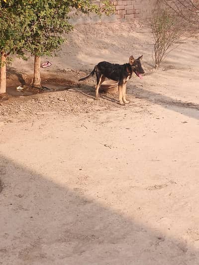 This is very brave dog and beautiful dog