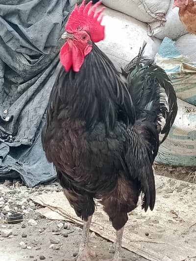 Black Australorp Rooster for Sale – Healthy & Active
