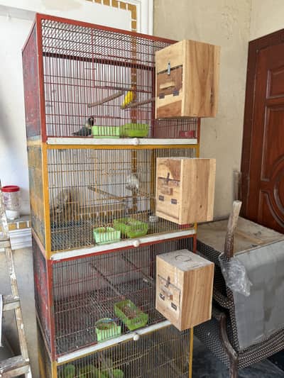 Cage and bird for sale