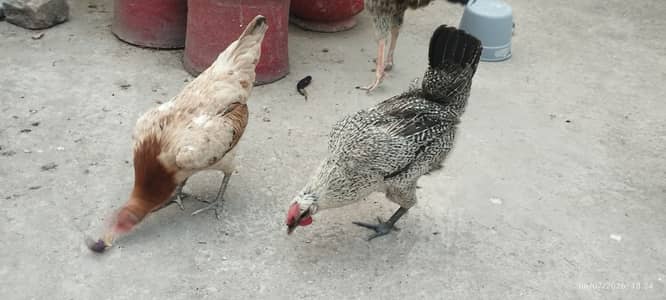 3 hens and 1 cock