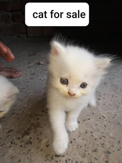 beautiful and active cat