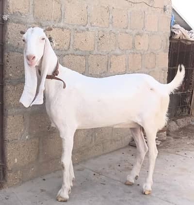 Gulabi Pasa Path Female Goat  for Sale 03162918168