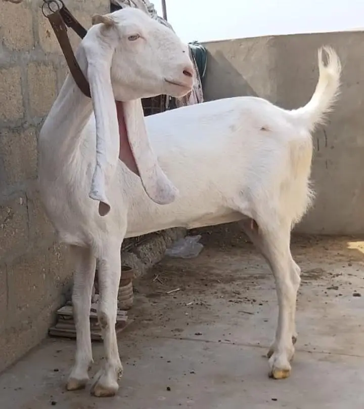 Gulabi Pasa Path Female Goat  for Sale 03162918168 — photo 2