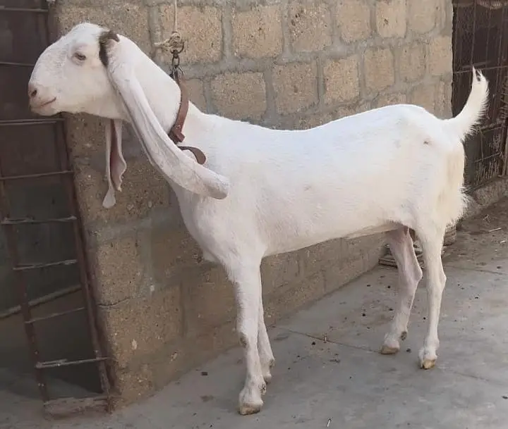 Gulabi Pasa Path Female Goat  for Sale 03162918168 — photo 3