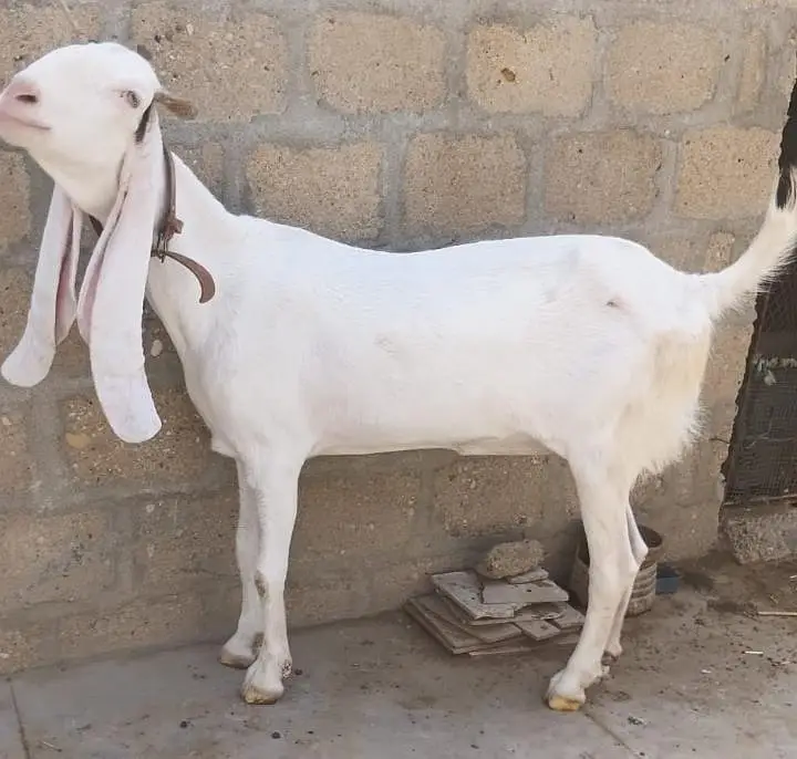 Gulabi Pasa Path Female Goat  for Sale 03162918168 — photo 4