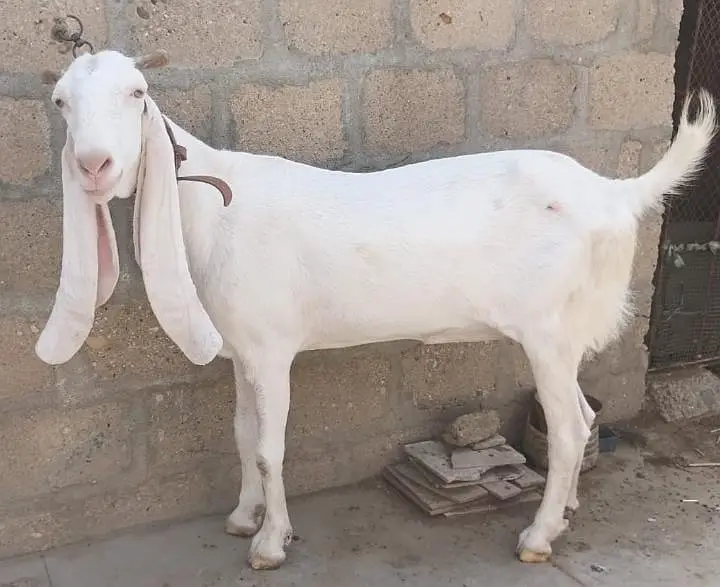 Gulabi Pasa Path Female Goat  for Sale 03162918168 — photo 5