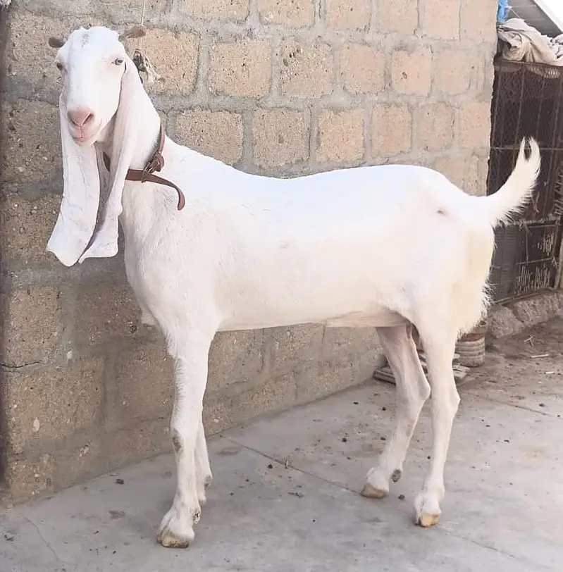 Gulabi Pasa Path Female Goat  for Sale 03162918168 — photo 6