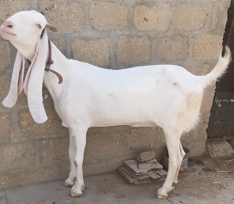 Gulabi Pasa Path Female Goat  for Sale 03162918168 — photo 7