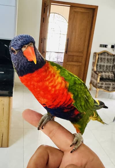 Swainson lorry Male