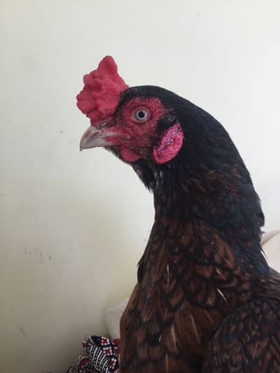 Khalis line aseel madi for sale pure 4 ring eyes ma ha
