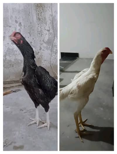 shamo male age 5 month