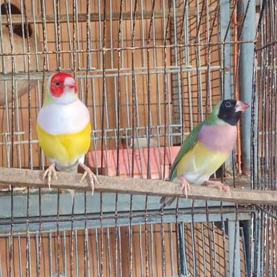 Lady Gouldian Finch