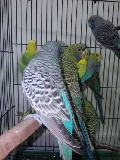 black face black wings or split combo breeder Pair available
