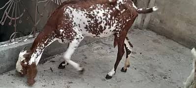 bakri chaiya ghaban ya bachoo wali ahchi dhdoodh wali