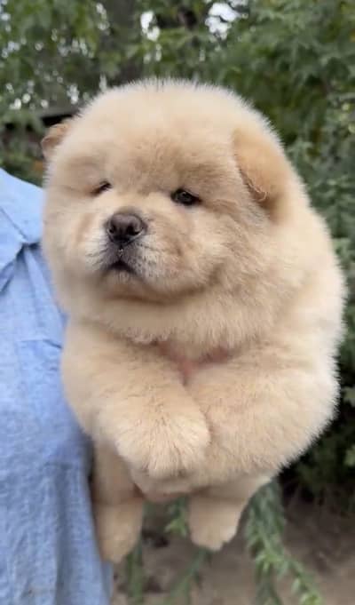 Chow chow male puppy available imported
