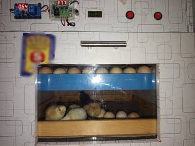 75-80 Eggs Automatic Iincubator || Egg hatching Machine for Sale