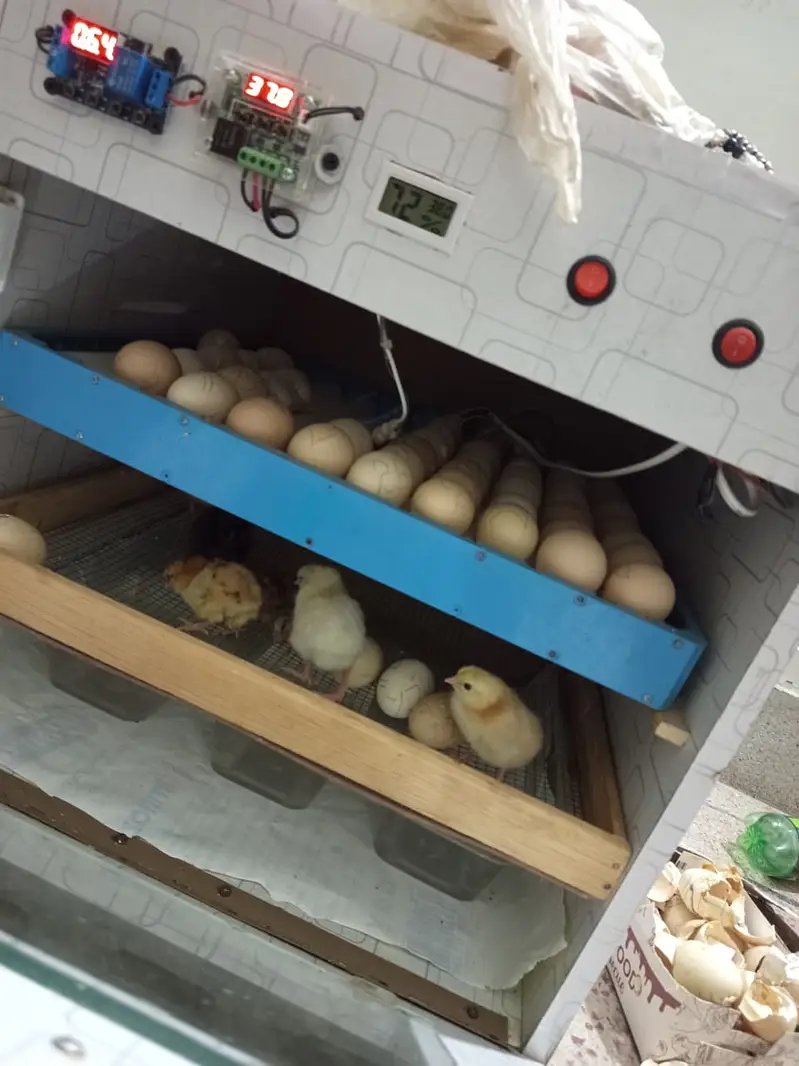 75-80 Eggs Automatic Iincubator || Egg hatching Machine for Sale — photo 2