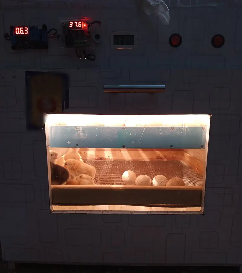75-80 Eggs Automatic Iincubator || Egg hatching Machine for Sale — photo 3