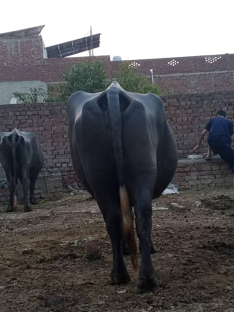 Brown buffalo 0