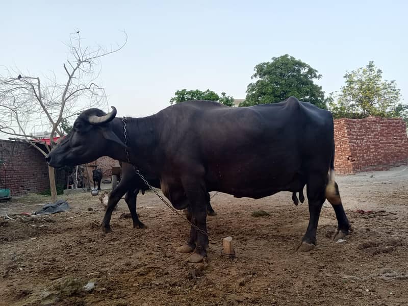 Brown buffalo 6