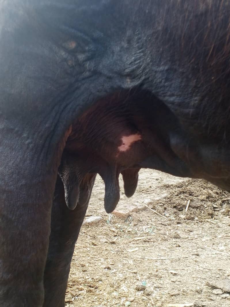 Brown buffalo 7