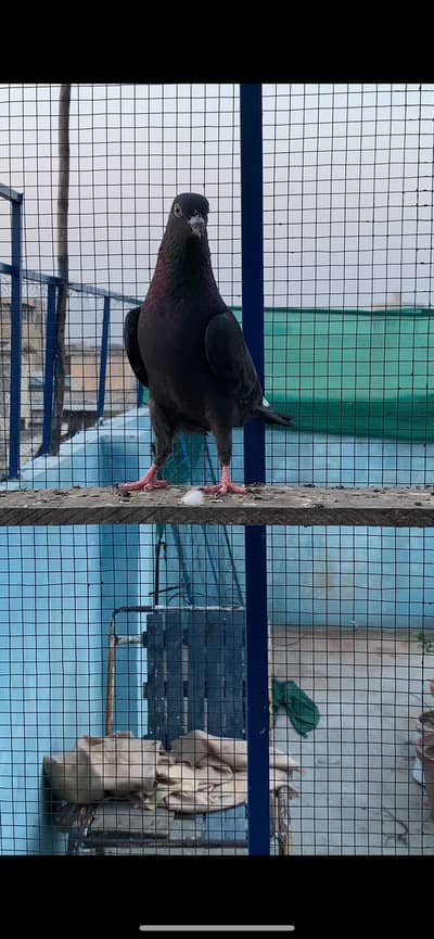 HighFlyer pigeons 6 pcs  only whatsapp