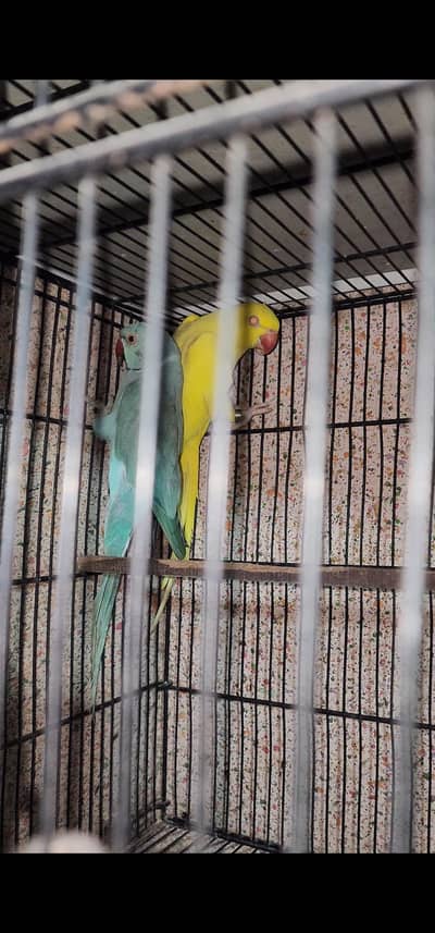 Blue male and yellow female