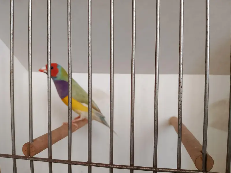 Gouldians exibition size and fwan java available — photo 3