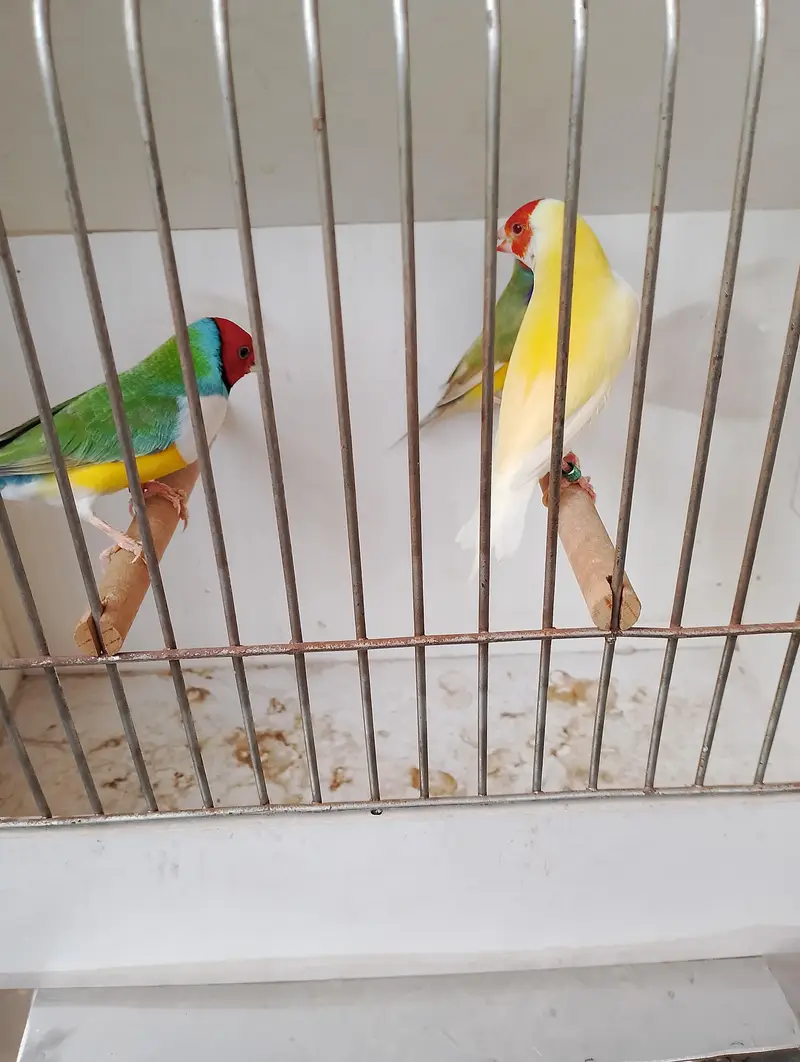 Gouldians exibition size and fwan java available — photo 4