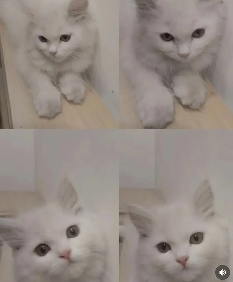 Persian cat tabby face — photo 3