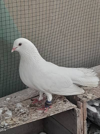 fancy pigeons for sale