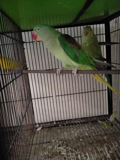 Raw female for sale 03127093372