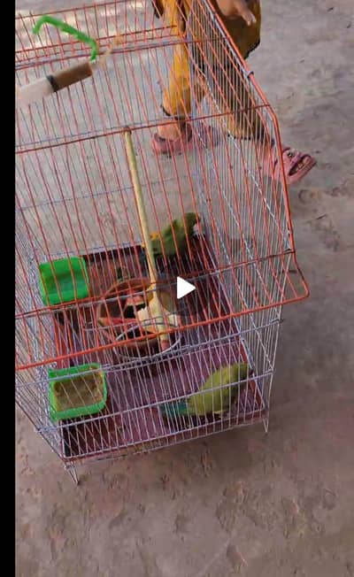 Parrot fo sale bhawalpur  with cage
