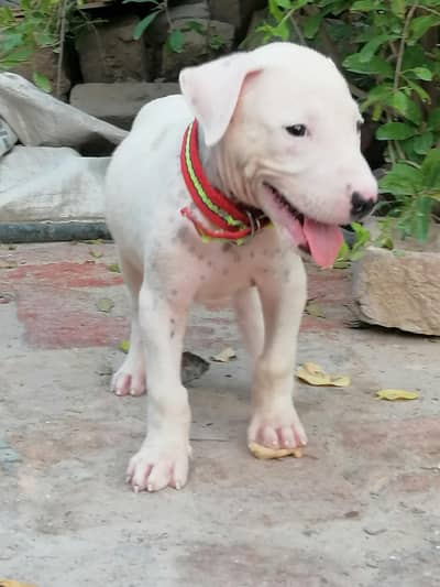 kohati gultair male puppy