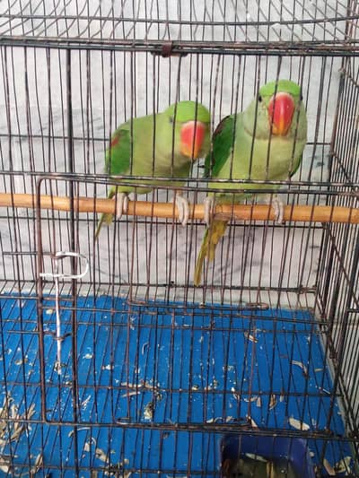 raa parrot